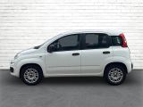 Fiat Panda bei Gebrauchtwagen.expert - Abbildung (9 / 15)